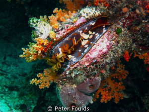 No clambakes allowed! Spectacular Healthy Reef. Canon G 12 by Peter Foulds 
